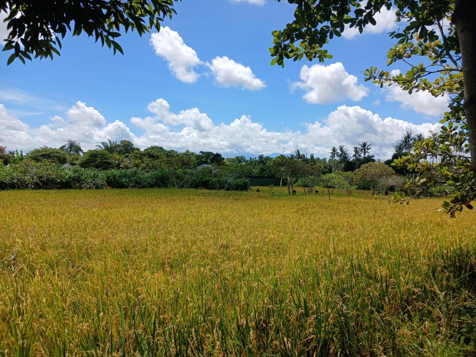 Kartika Dahayu Private Pool Villas Sukawati Eksteriør bilde